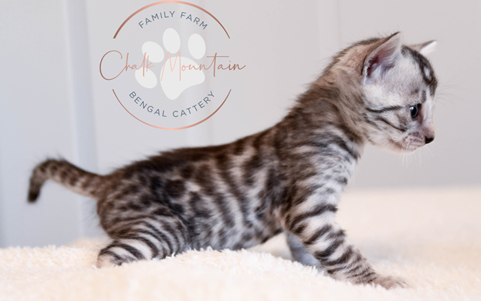 Bengal kitten for sale